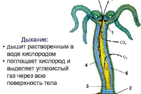 Зеркала сайта кракен